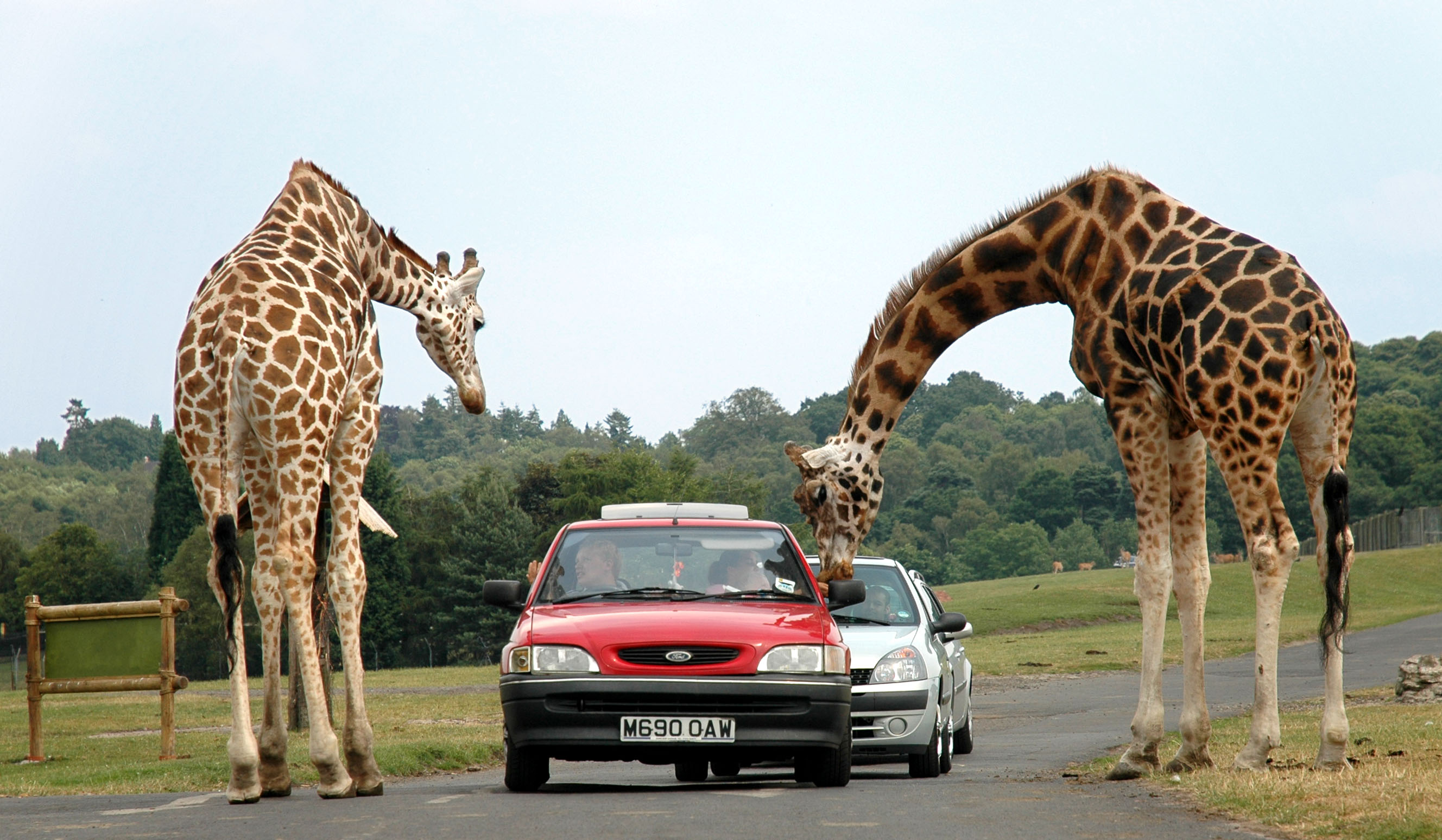 Giraffes and a car, safari background image