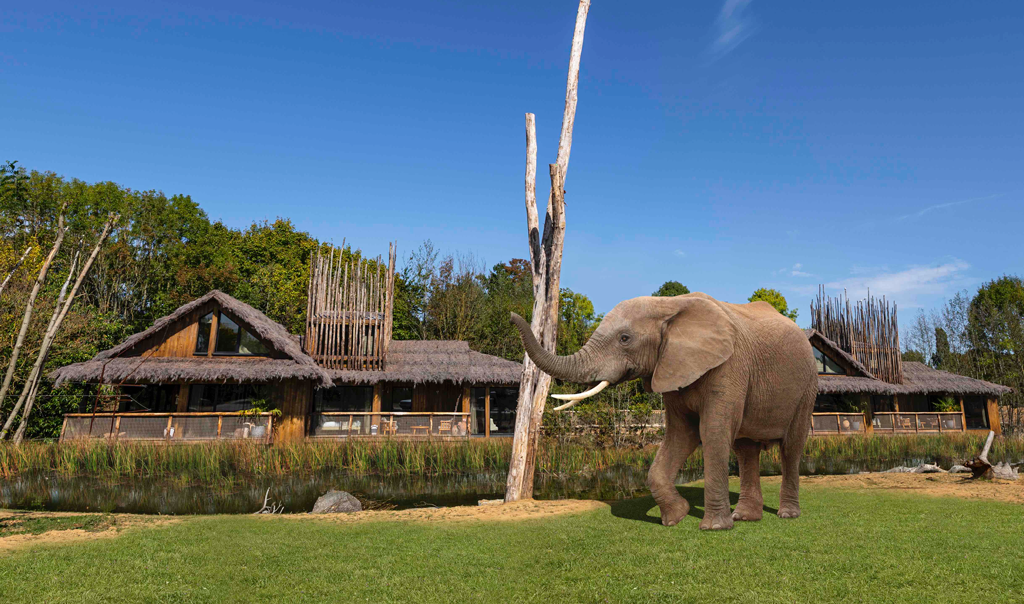 Elephant and a hotel, safari background image