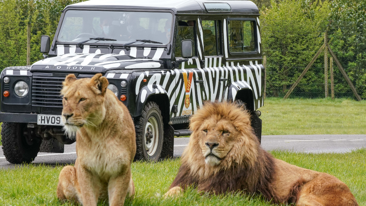 Lions and a car, safari background image